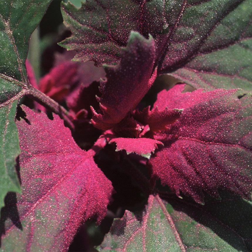 Chenopodium Giganteum
