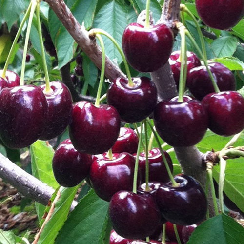Lapin Cherries