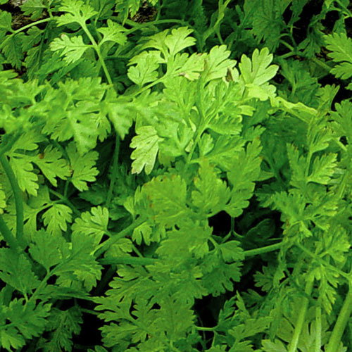 Chervil Curled