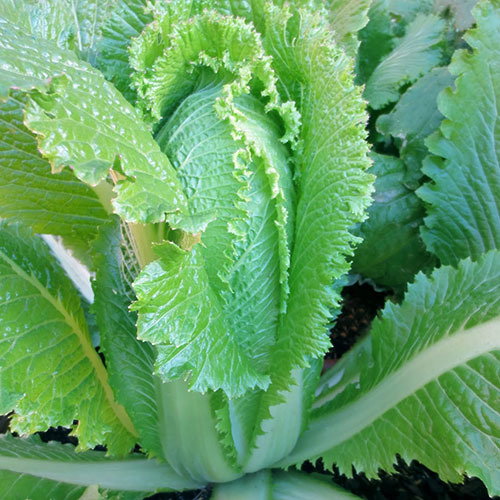 Michihili Cabbage
