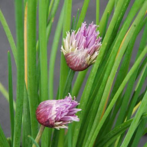 Chives