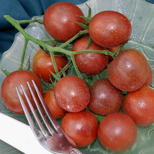 Chocolate Cherry