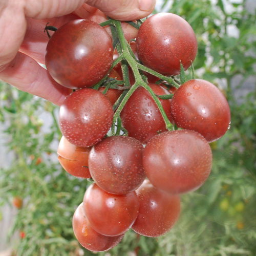 Chocolate Cherry