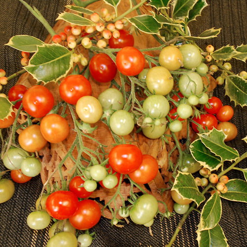 Christmas Grapes1