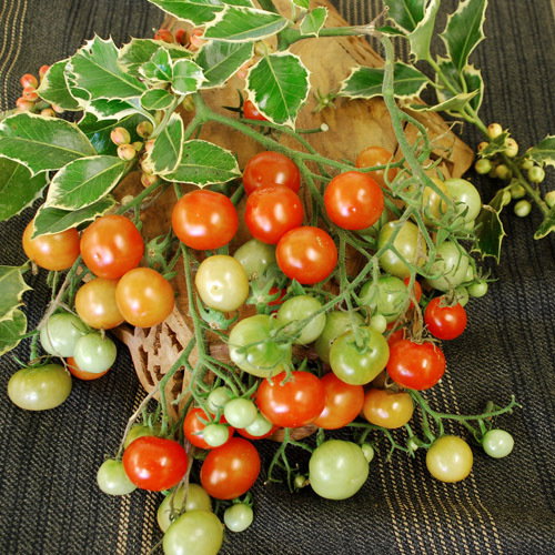 Christmas Grapes