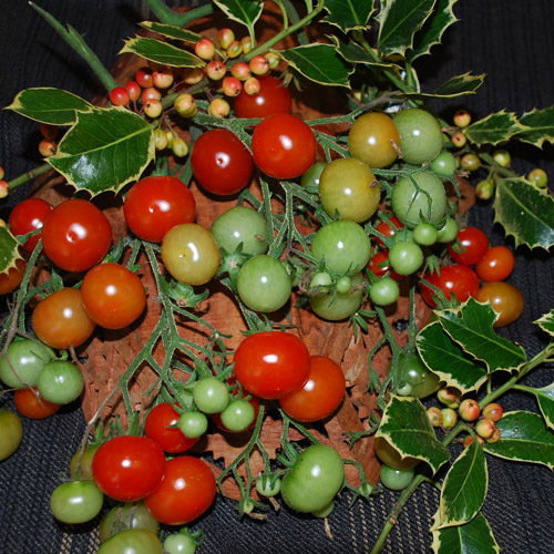 Christmas Grapes
