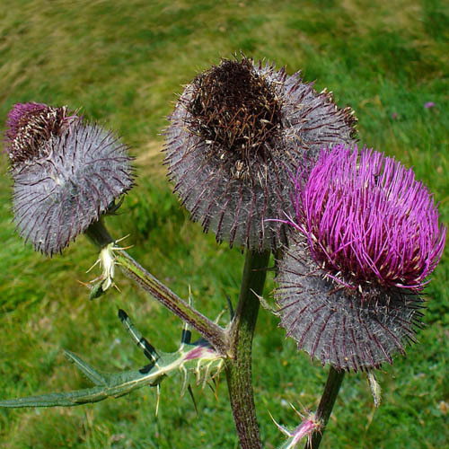 Cirsium Eriophorum