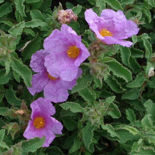 Cistus Creticus
