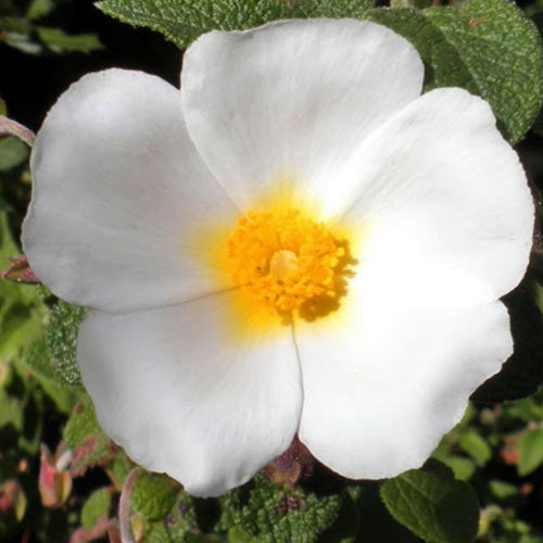 Cistus Populifolius