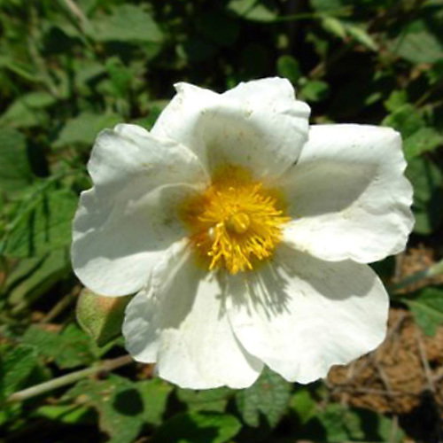 Cistusalbanicus
