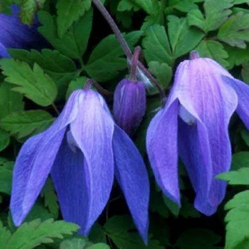 Clematis Alpina Francis Rivis