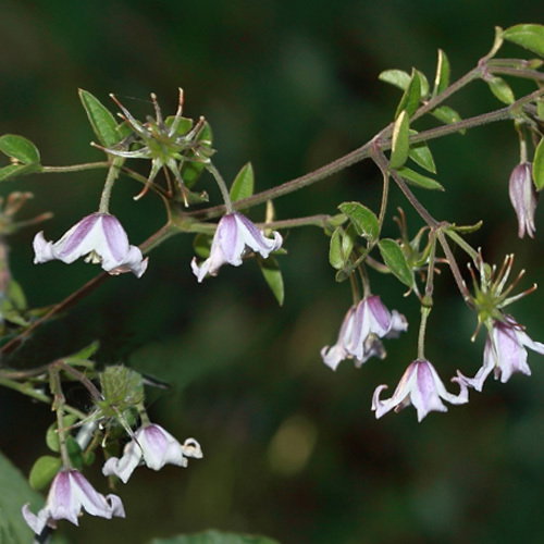 Clematis Campaniflora