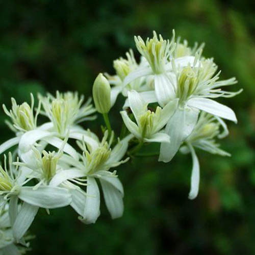 Clematis Flammula