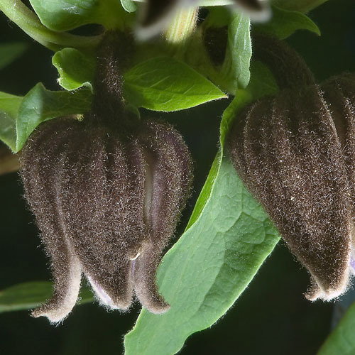Clematis Fusca