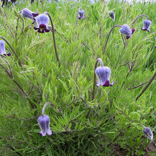 Clematis Hirsutissima