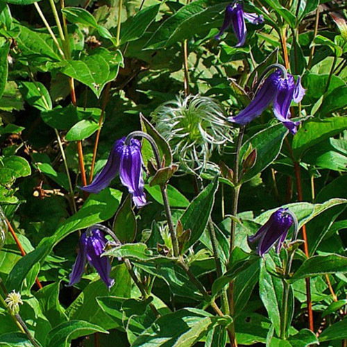 Clematisintegrifolia