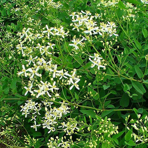 Clematis Recta