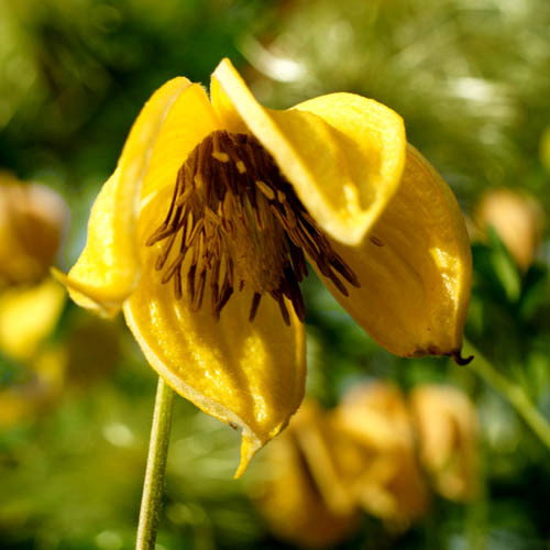 Clematis Tangutica