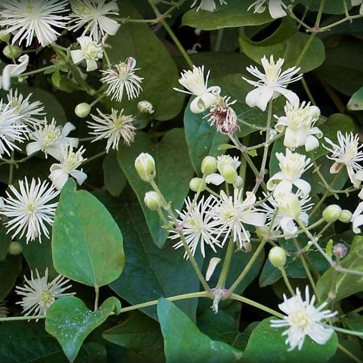 Clematis Vitalba