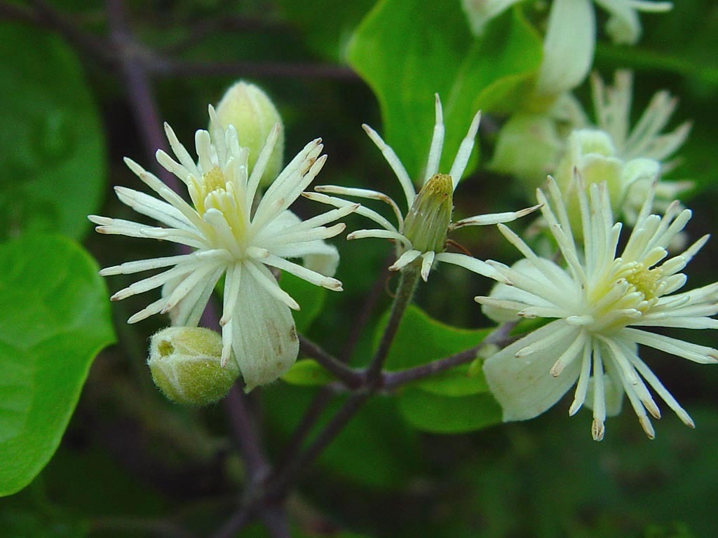 Clematis Vitalba2