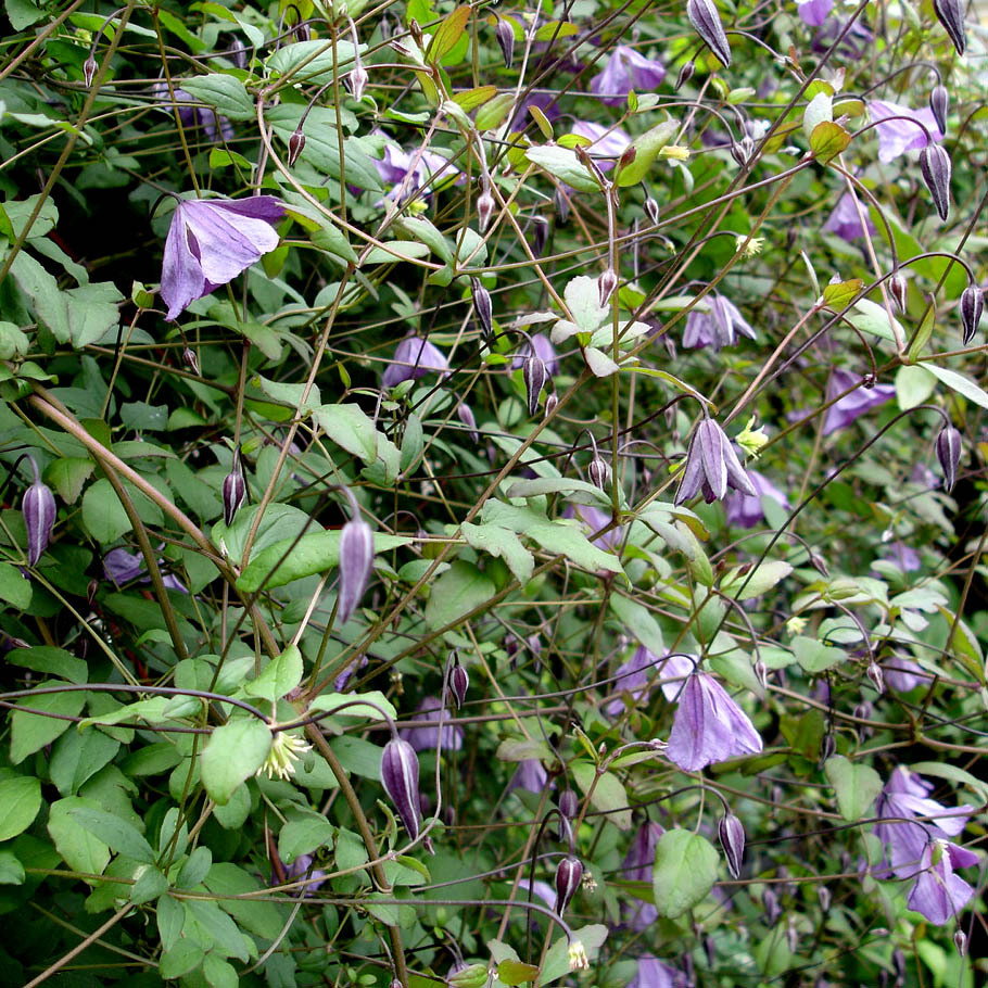 Clematis Viticella
