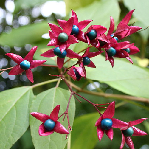 Clerodendrum Trichotonum1