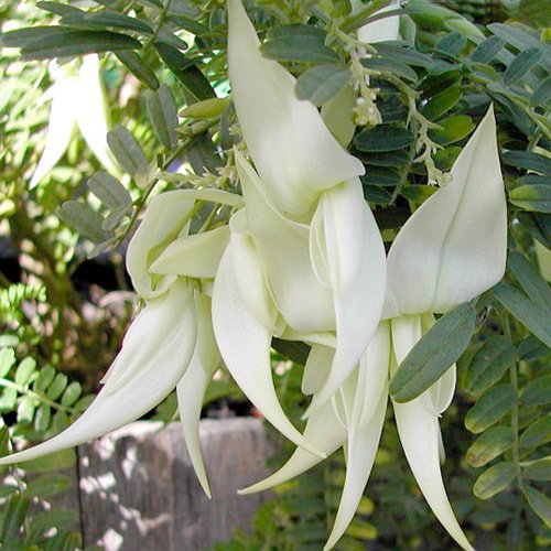 Whiteclianthus