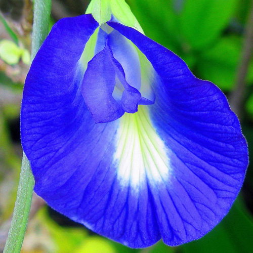 Clitoria Ternata
