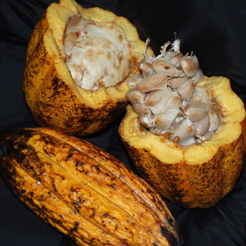 Cocoa Seeds