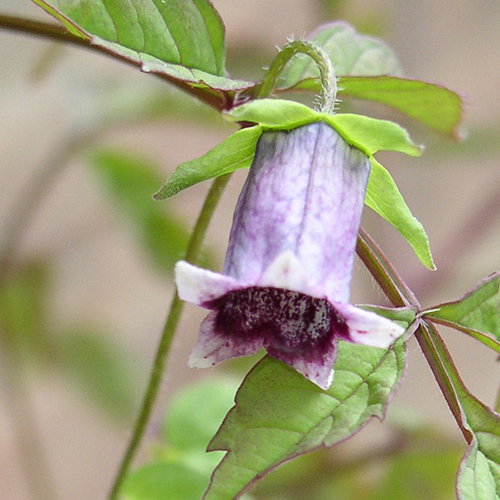 Codonopsis Bhutanica