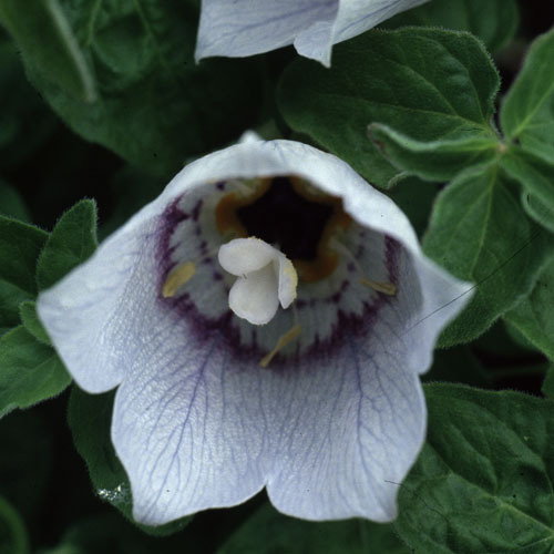 Codonopsis Clem