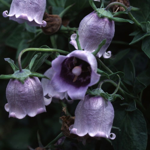 Codonopsis Clematiflora
