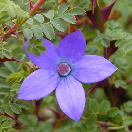 Codonopsis Convolvulaceae