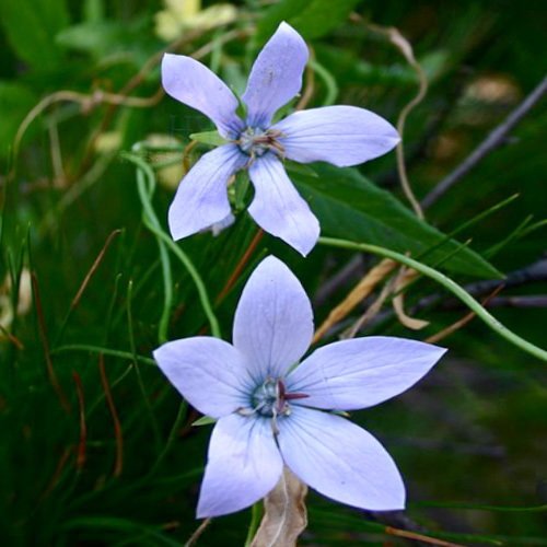 Codonopsis Forrestii