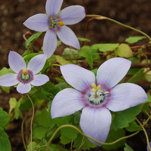 Codonopsis Grey Wilson