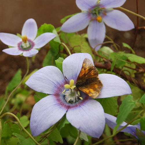 Codonopsis Grey Wilson