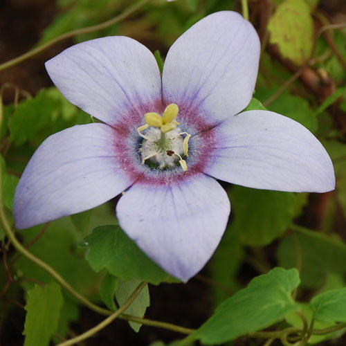Codonopsis Grey Wilsonii