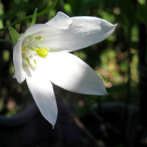Codonopsis Himal Snow
