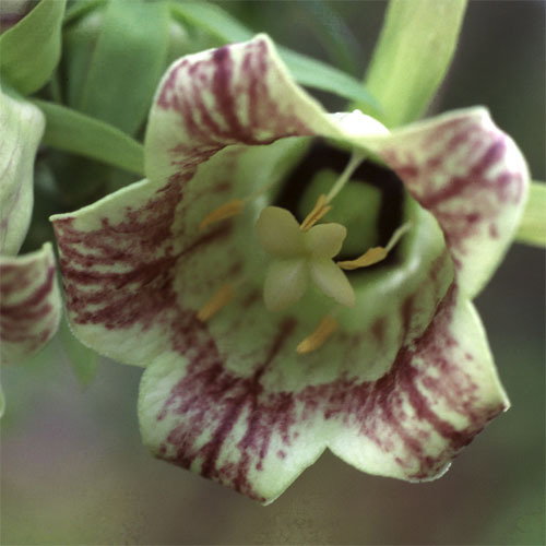 Codonopsis Lanceolata