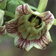 Codonopsis Lanceolata