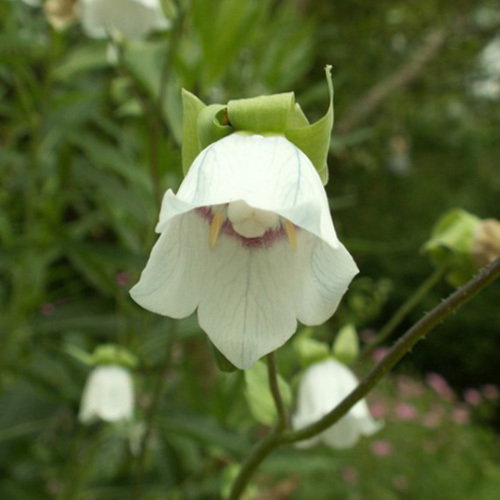 Codonopsis Mollis