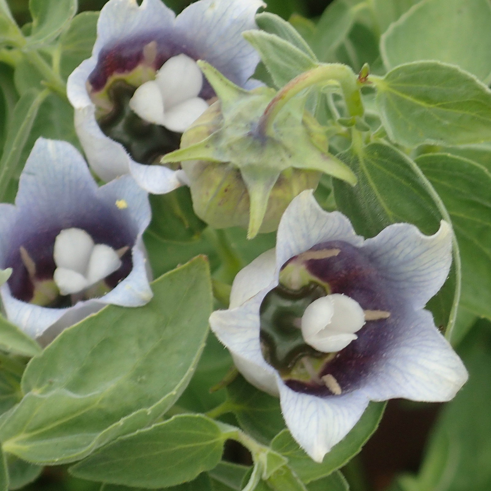 Codonopsis Mollis