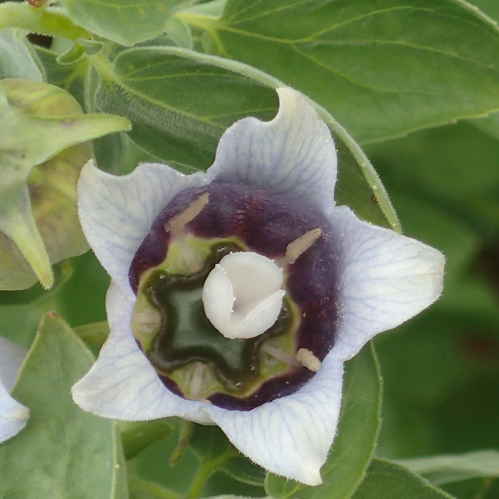Codonopsis Mollis A