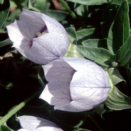 Codonopsis Ovata