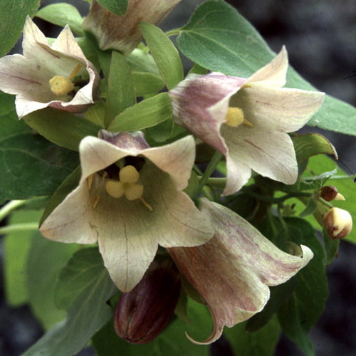 Codonopsis Tangshen