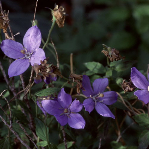 Codonopsis Vincaeflora