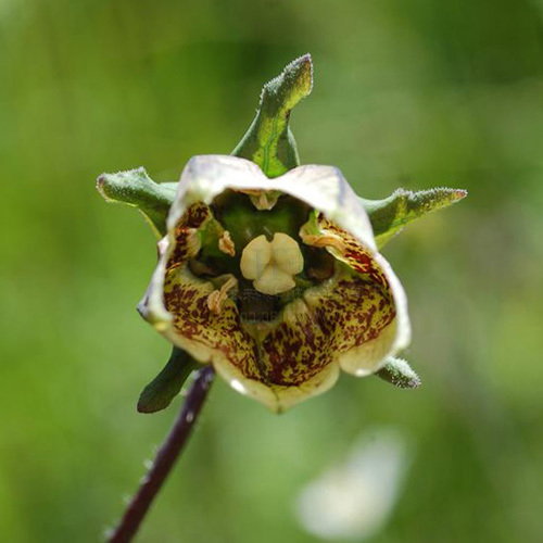 Codonopsis Viridiflra