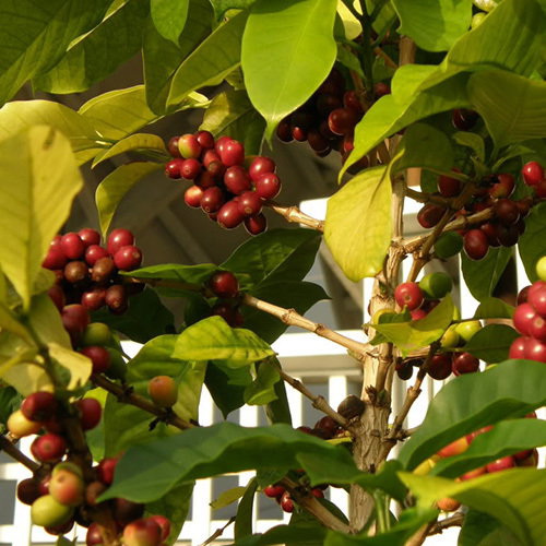 Coffeebush
