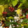 Coffeebush