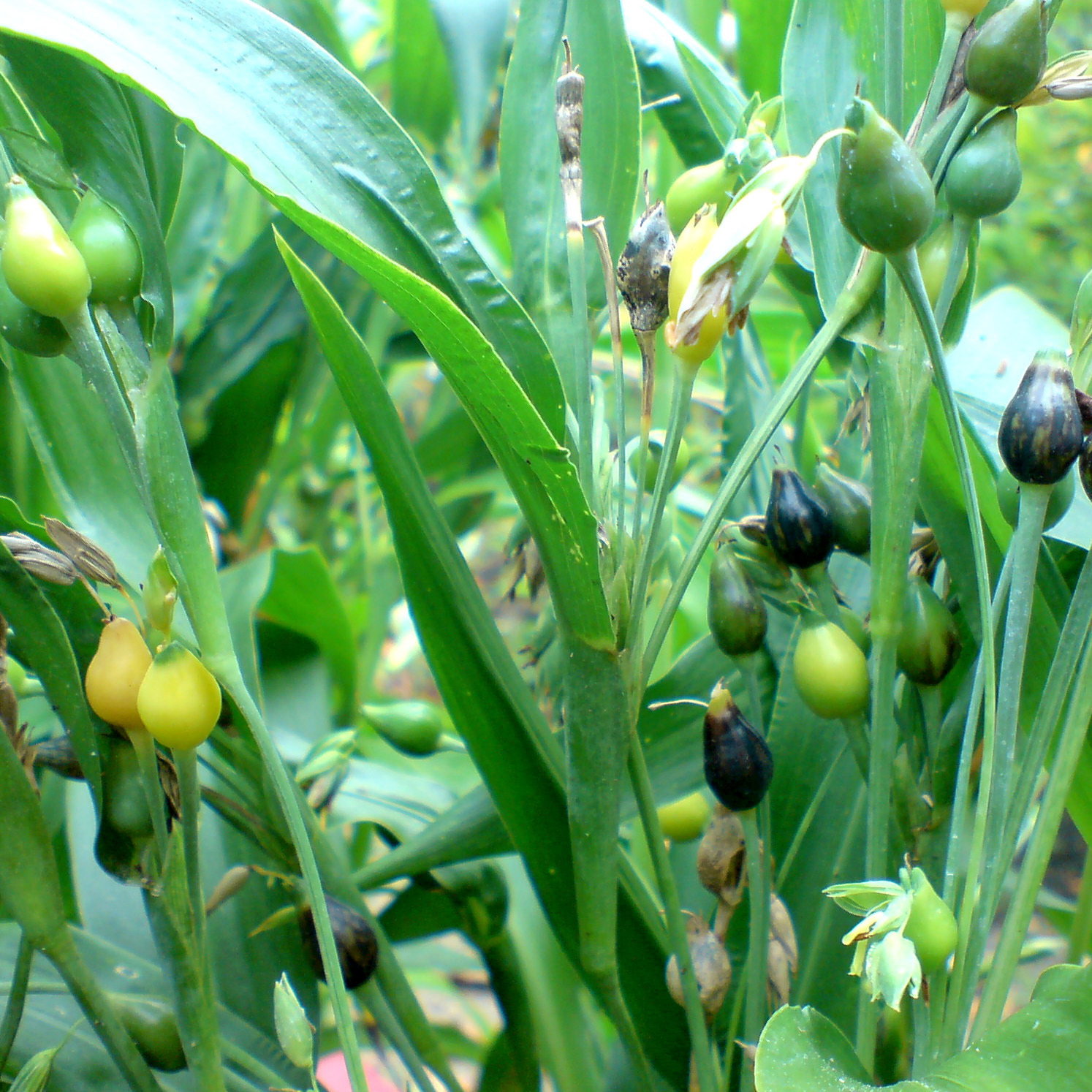 Coix Lacryma